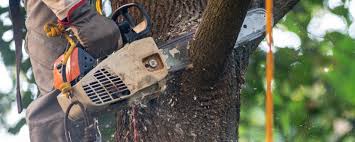 Mansfield, OH Tree Services Company