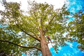  Mansfield, OH Tree Services Pros