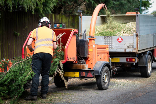 Best Tree Disease Treatment  in Mansfield, OH