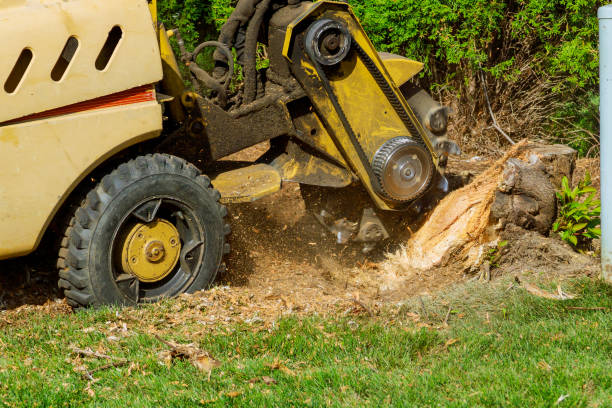 Best Commercial Tree Services  in Mansfield, OH