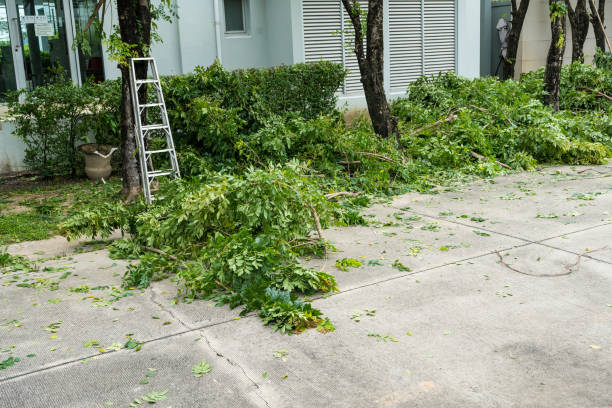 Best Tree Trimming and Pruning  in Mansfield, OH