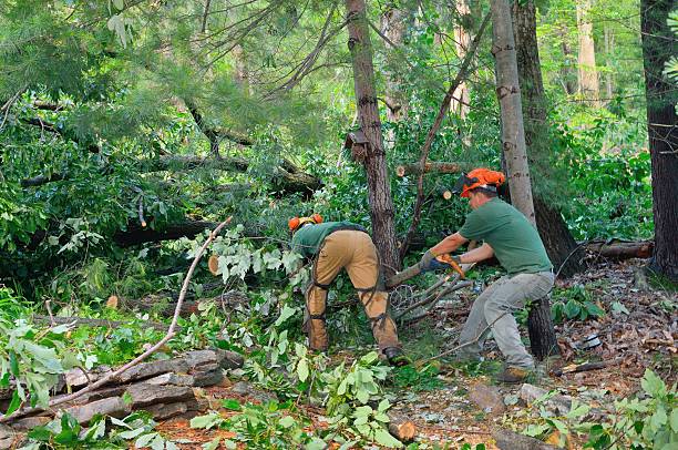 Best Utility Line Clearance  in Mansfield, OH
