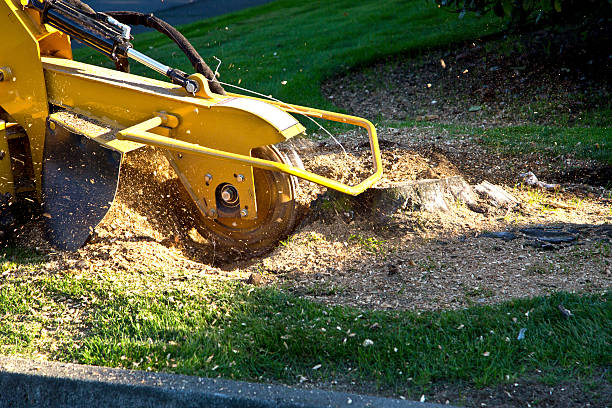 Best Landscape Design and Installation  in Mansfield, OH