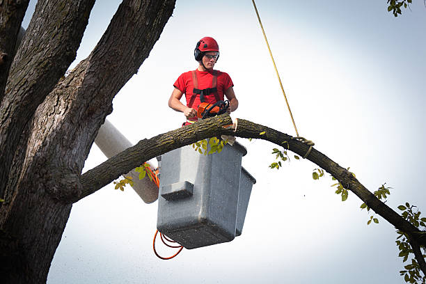 How Our Tree Care Process Works  in  Mansfield, OH