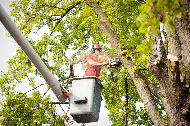 Best Arborist Consultation Services  in Mansfield, OH